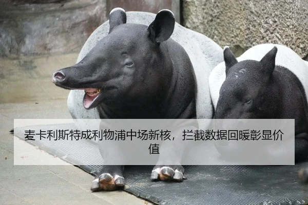 麦卡利斯特成利物浦中场新核，拦截数据回暖彰显价值