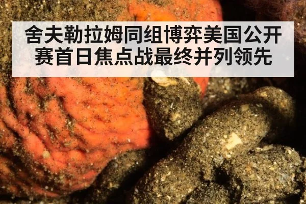 舍夫勒拉姆同组博弈美国公开赛首日焦点战最终并列领先